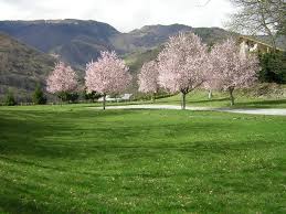 Camping aire naturelle Pailhac - Photo 3